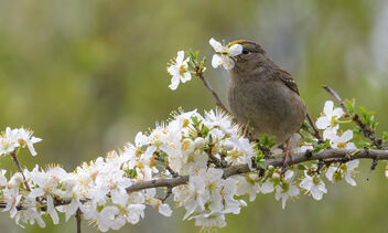 Golden-crowned Sparrow eating plum blossoms - image gratuit #497451 