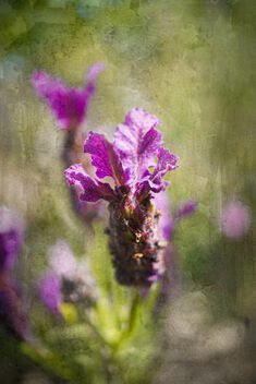 French Lavender - Kostenloses image #497481