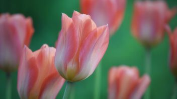 Tulips! - Kostenloses image #497781