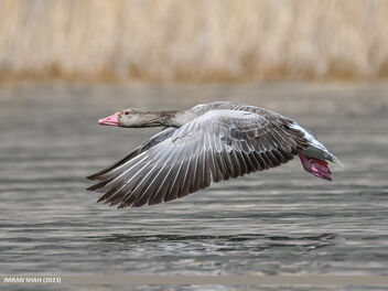 Greylag Goose (Anser anser) - image gratuit #497801 