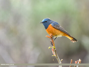 Blue-fronted Redstart (Phoenicurus frontalis) - Free image #497861
