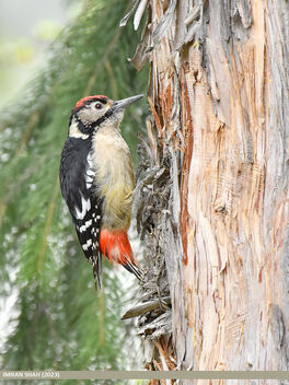 Himalayan Woodpecker (Dendrocopos himalayensis) - бесплатный image #498161