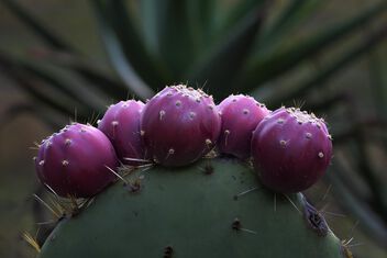 Opuntia, Cactus Fruit - image #498181 gratis
