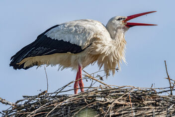 Stork time-Looks like he brought a little spider - image gratuit #498311 