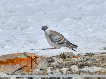 Snow Pigeon (Columba leuconota) - бесплатный image #498451