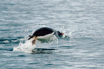 Flying Antarctica Penguin - image #498681 gratis