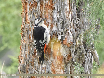 Himalayan Woodpecker (Dendrocopos himalayensis) - бесплатный image #498741
