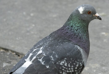 Domestic pigeon (Columba livia) - image gratuit #498831 