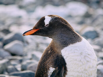 Antarctica penguin - image #498851 gratis
