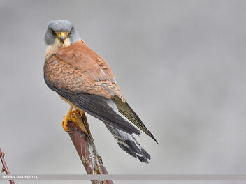 Lesser Kestrel (Falco naumanni) - image #499021 gratis
