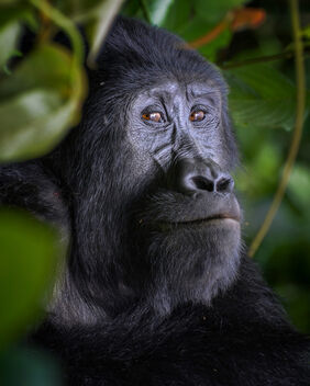 Mountain Gorilla, Uganda - бесплатный image #499081