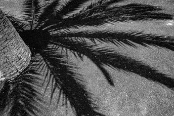 La sombra de una palmera - Free image #499161