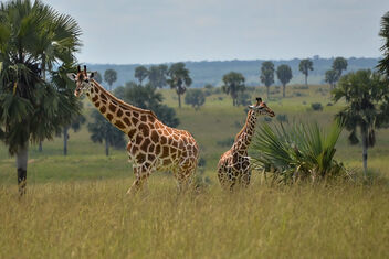 QE2 National Park, Uganda - image gratuit #499241 