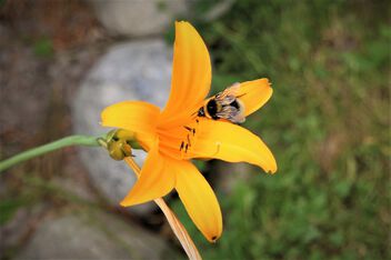 Garden beauty and flying bee - image gratuit #499381 