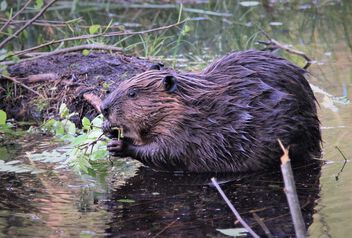 Evening snack of young beaver in wilderness - Free image #499581