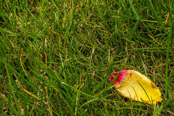 2023 (365 challenge) - Week 28 (Abstract in nature) - Day 3 - rose petal in grass - image #499641 gratis