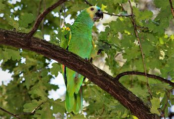 Wild parrot in park - image #499921 gratis