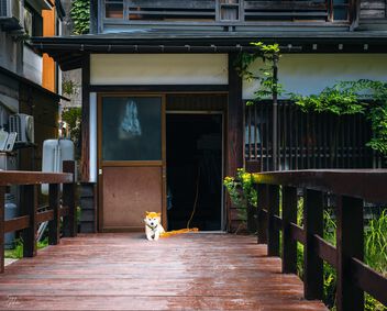 Shiba Inu in Ginzan Onsen - Free image #499981