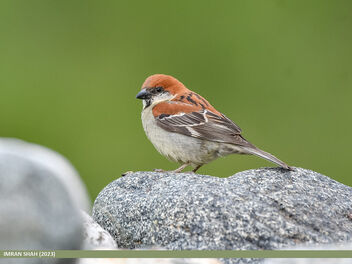 Russet Sparrow (Passer rutilans) - image #500331 gratis