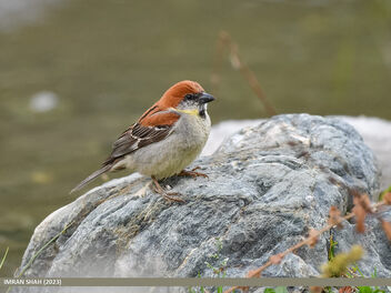 Russet Sparrow (Passer rutilans) - image #500711 gratis