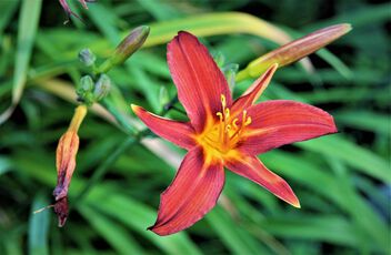 Day lilly - image gratuit #500771 