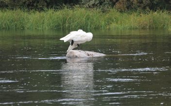 Sleepping swan - Free image #500901