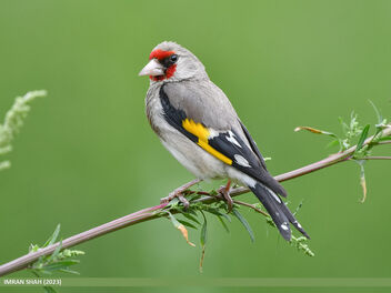 European Goldfinch (Carduelis carduelis) - image #500911 gratis