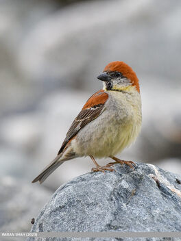 Russet Sparrow (Passer rutilans) - image #500941 gratis