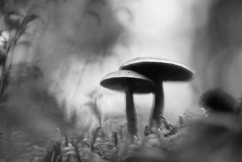 [Small Fungi 55 | 20230921-A6503234.JPG] - image #501031 gratis