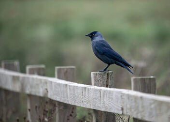 Sitting on the fence - image gratuit #501361 
