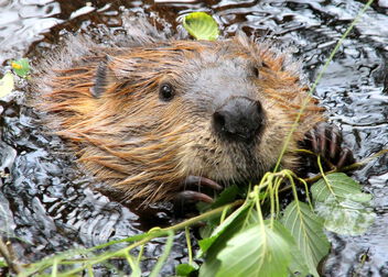 Wilderness beaver pondlife - бесплатный image #501441