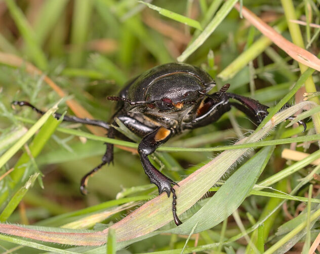 Stag beetle - Free image #501451