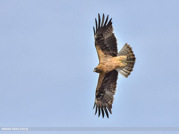 Booted Eagle (Hieraaetus pennatus) - image gratuit #501581 