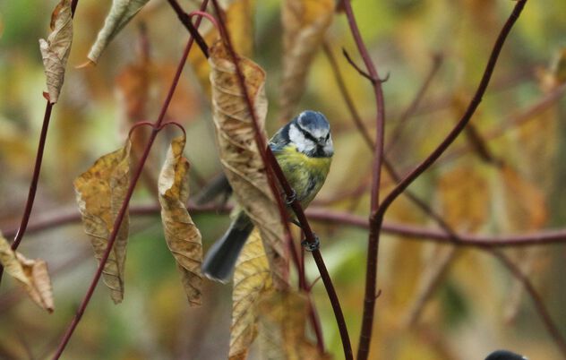 The blue tit in the bush - Free image #501671