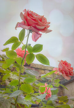 Wall with Rose - image #501691 gratis