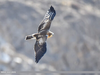 Booted Eagle (Hieraaetus pennatus) - Kostenloses image #501781