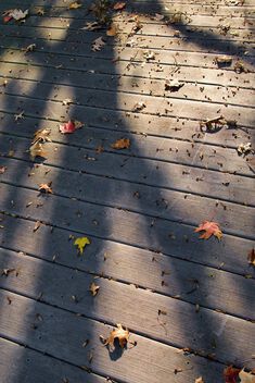 Autumn Haiku - image gratuit #501901 