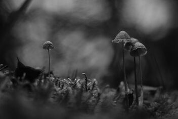 [Cluster Of Small Fungi 4 | 20231115-A6505412.JPG] - image gratuit #502181 