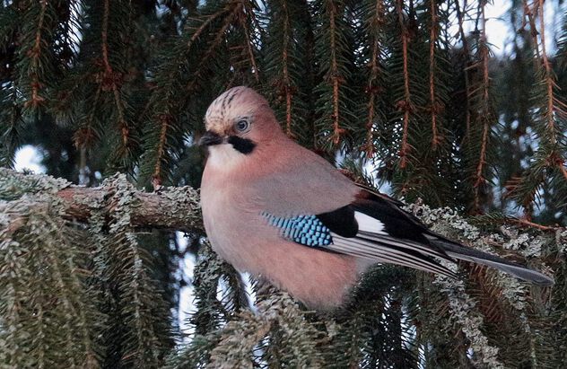 Jay on the branch - Free image #502561