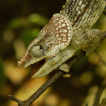 Chameleon, Madagascar - image #502711 gratis