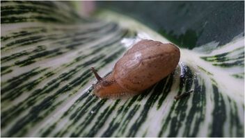 Slimy snail - image gratuit #502951 
