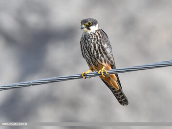 Eurasian Hobby (Falco subbuteo) - Kostenloses image #502991