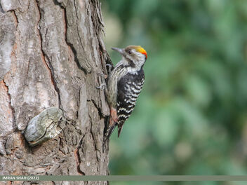 Brown-fronted Woodpecker (Dendrocopos auriceps) - image #503061 gratis