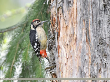 Himalayan Woodpecker (Dendrocopos himalayensis) - бесплатный image #503081
