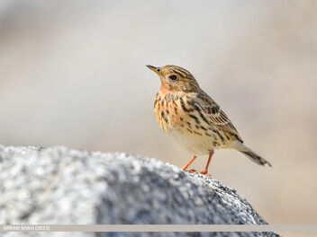 Red-throated Pipit (Anthus cervinus) - Free image #503331