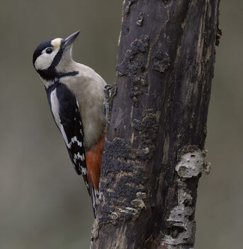 Great Spotted Woodpecker - Denrocopos major - image #503411 gratis