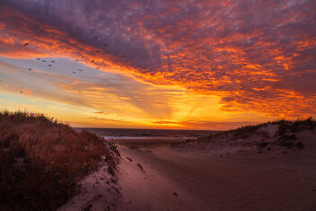 Early Risers at Cape Henlopen - image gratuit #503451 