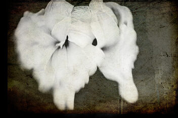 Fallen Amaryllis textured - image #503481 gratis