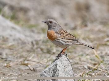 Robin Accentor (Prunella rubeculoides) - Free image #503521