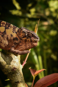 Malagasy Giant Chameleon - image gratuit #503531 